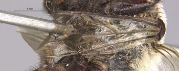 Media type: image;   Entomology 15712 Aspect: Wing front